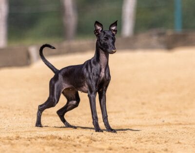 EuroPet Shows – Demonstration