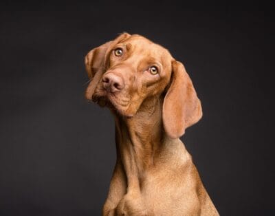 Pawfect Moments Studio – Demonstration Pet Photography